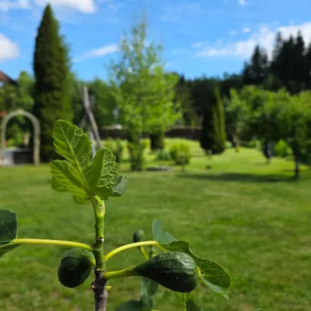 Lemon Yard Apartmán *
